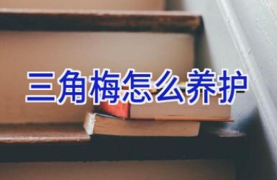 三角梅怎么养护