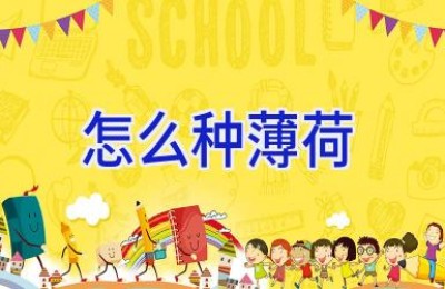 怎么种薄荷