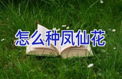 怎么种凤仙花