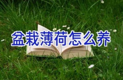 盆栽薄荷怎么养