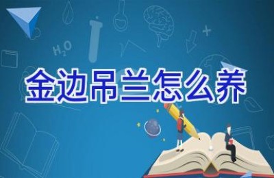 金边吊兰怎么养