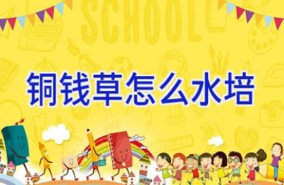 铜钱草怎么水培
