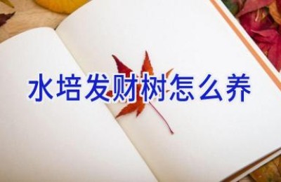 水培发财树怎么养