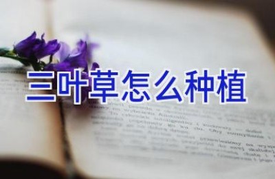 三叶草怎么种植