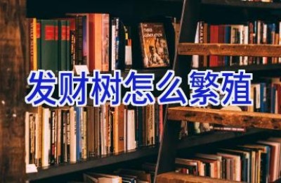 发财树怎么繁殖