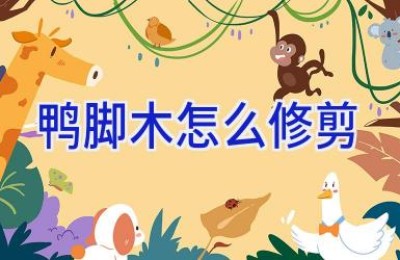 鸭脚木怎么修剪