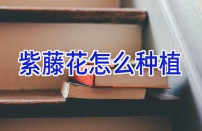 紫藤花怎么种植