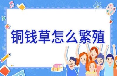 铜钱草怎么繁殖