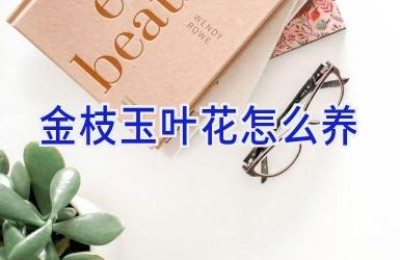 金枝玉叶花怎么养