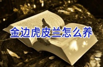 金边虎皮兰怎么养