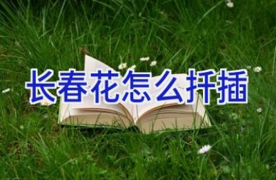 长春花怎么扦插