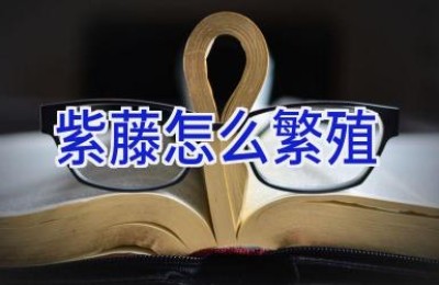 紫藤怎么繁殖