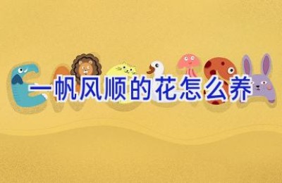 一帆风顺的花怎么养