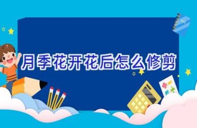 月季花开花后怎么修剪