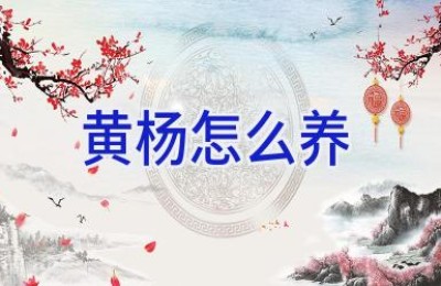 黄杨怎么养