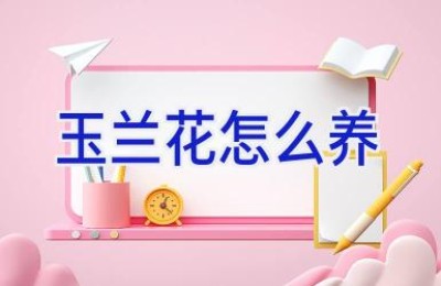 玉兰花怎么养