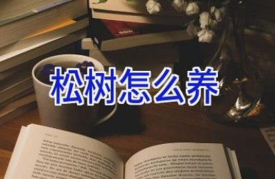 松树怎么养
