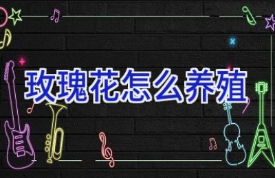 玫瑰花怎么养殖