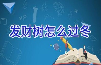 发财树怎么过冬