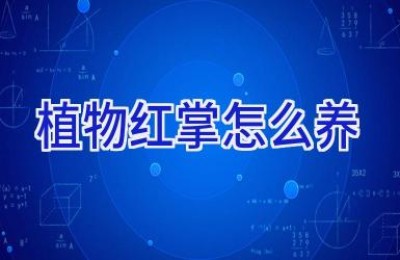 植物红掌怎么养