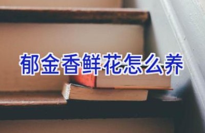 郁金香鲜花怎么养