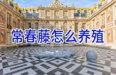 常春藤怎么养殖