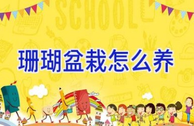 珊瑚盆栽怎么养