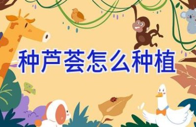 种芦荟怎么种植