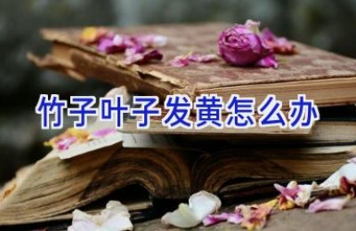 竹子叶子发黄怎么办