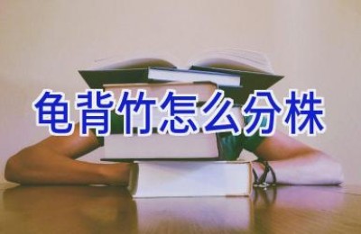 龟背竹怎么分株