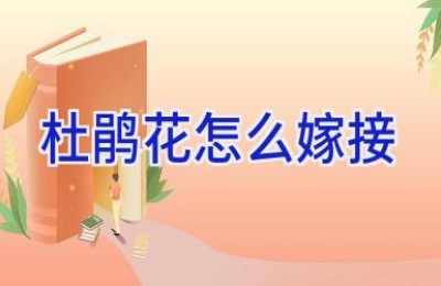 杜鹃花怎么嫁接