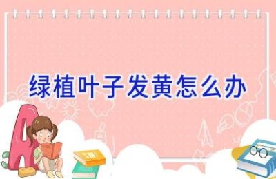 绿植叶子发黄怎么办