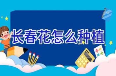 长春花怎么种植