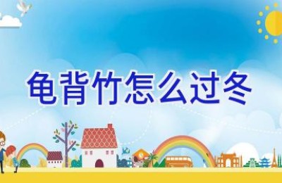 龟背竹怎么过冬