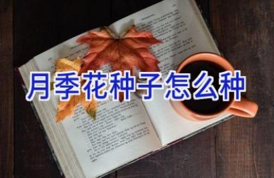 月季花种子怎么种