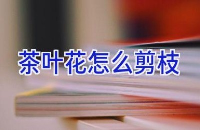 茶叶花怎么剪枝