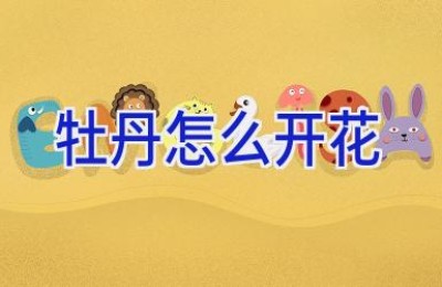牡丹怎么开花
