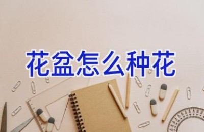 花盆怎么种花