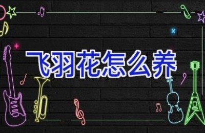 飞羽花怎么养