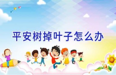 平安树掉叶子怎么办