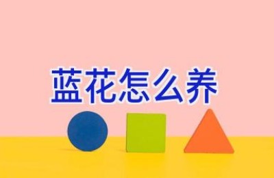 蓝花怎么养