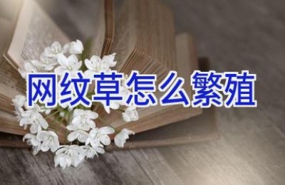 网纹草怎么繁殖