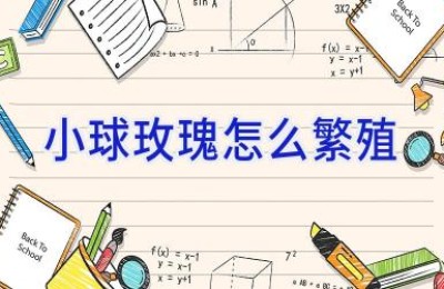 小球玫瑰怎么繁殖