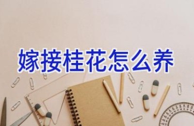 嫁接桂花怎么养