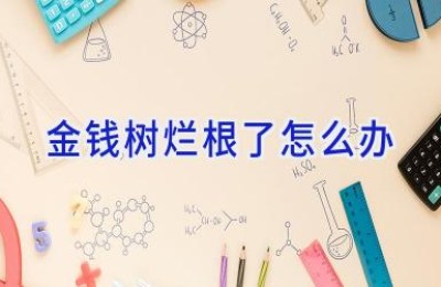 金钱树烂根了怎么办