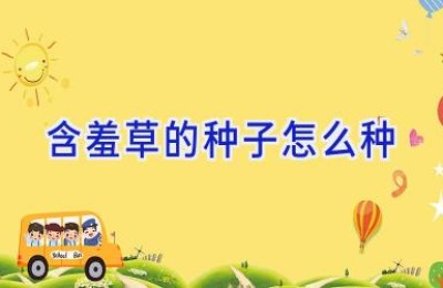 含羞草的种子怎么种