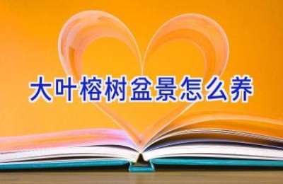 大叶榕树盆景怎么养