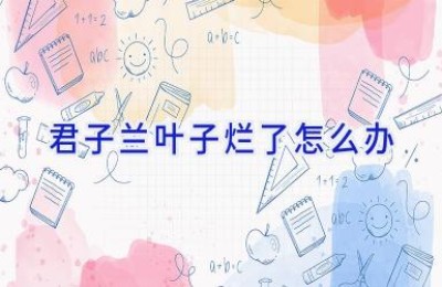 君子兰叶子烂了怎么办