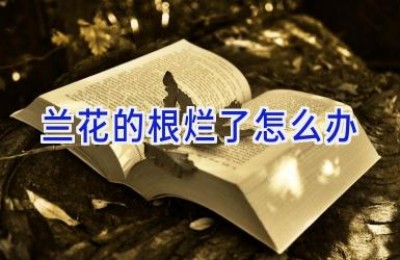 兰花的根烂了怎么办