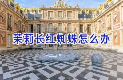 茉莉长红蜘蛛怎么办